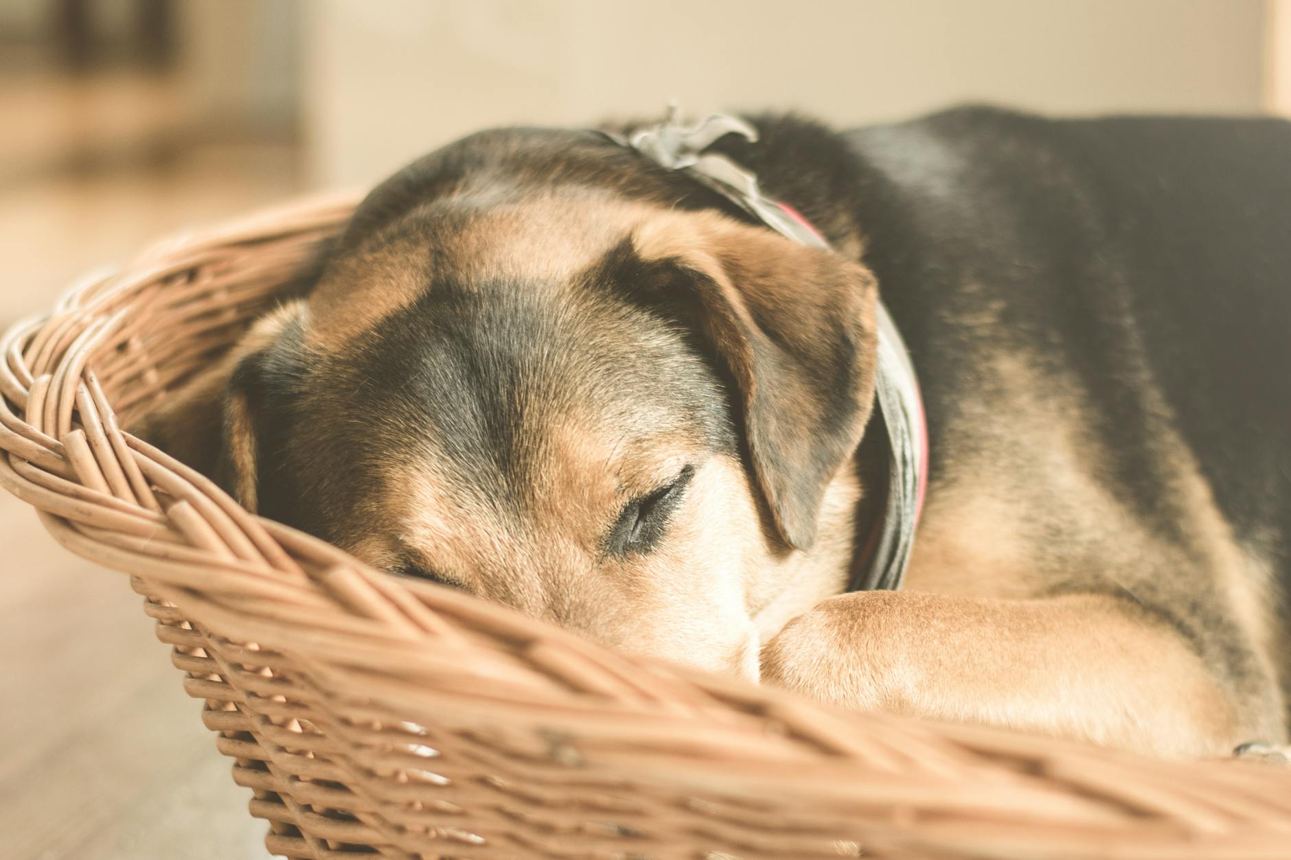 Deutscher Schäferhund Welpe, Der Auf Nahaufnahmefoto Des Braunen Weidenkorbs Schläft