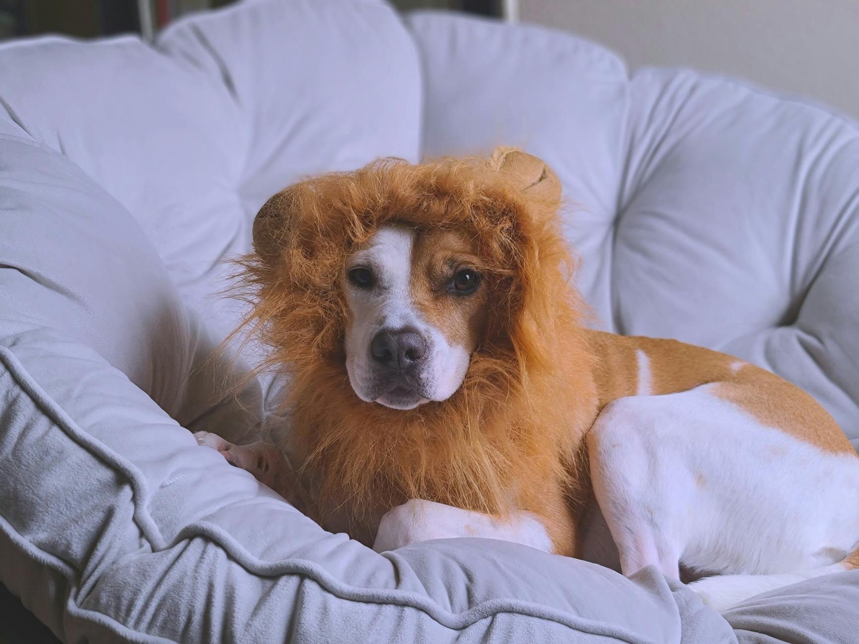 Kostenloses Stock Foto zu canidae, haustier, hund