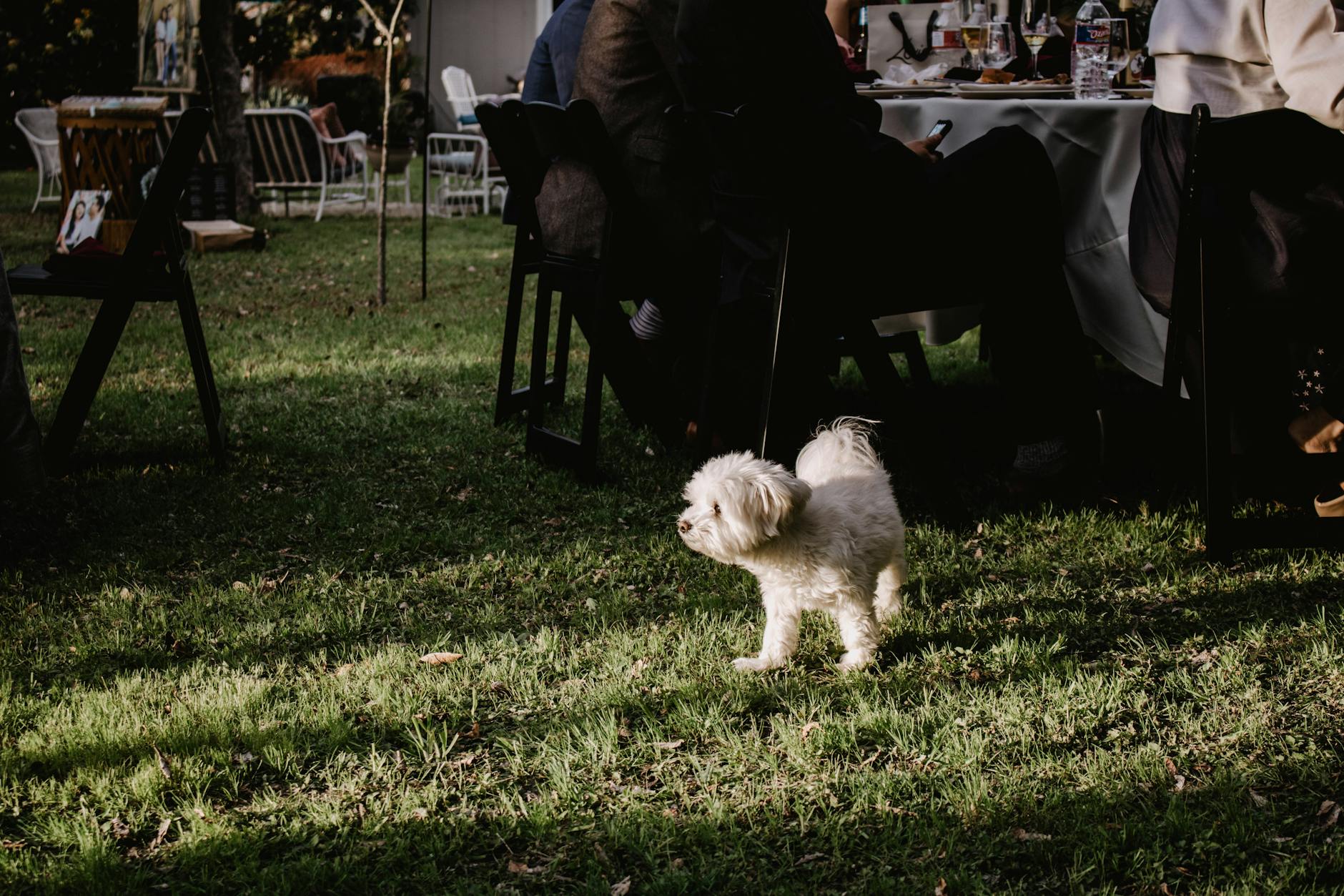 Kostenloses Stock Foto zu bichon frise, grünes gras, haustier