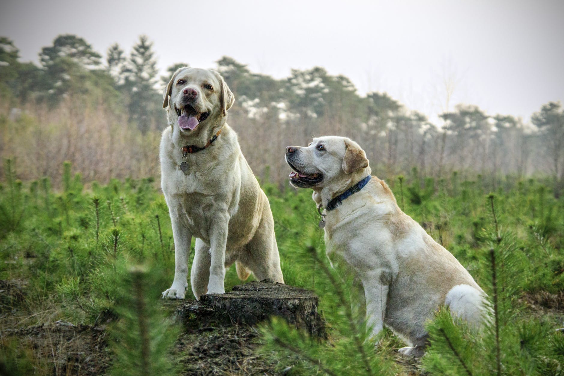 Zwei Erwachsene Gelbe Labrador Retriever