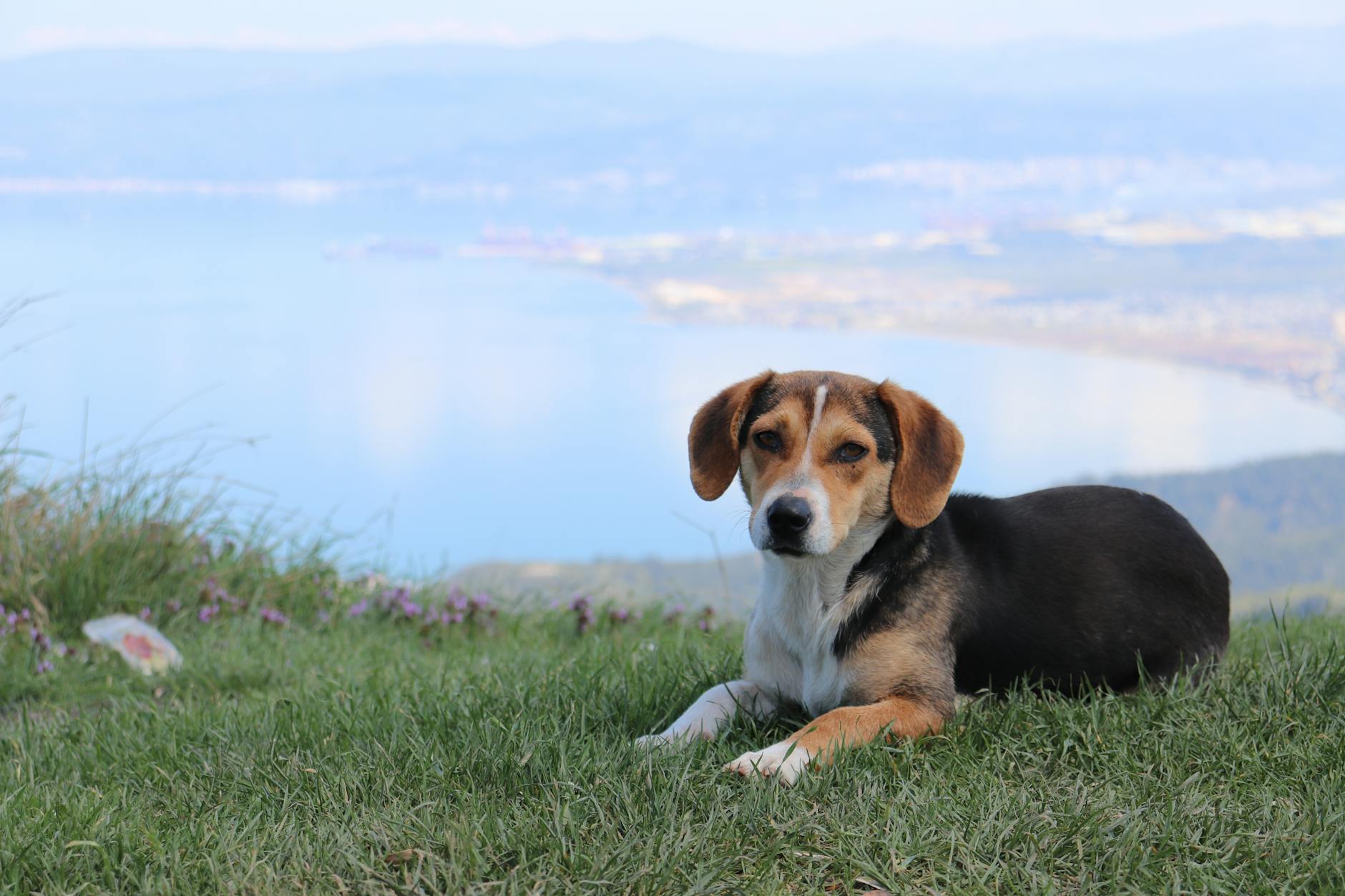 Kostenloses Stock Foto zu beagle, blick auf die berge, feld