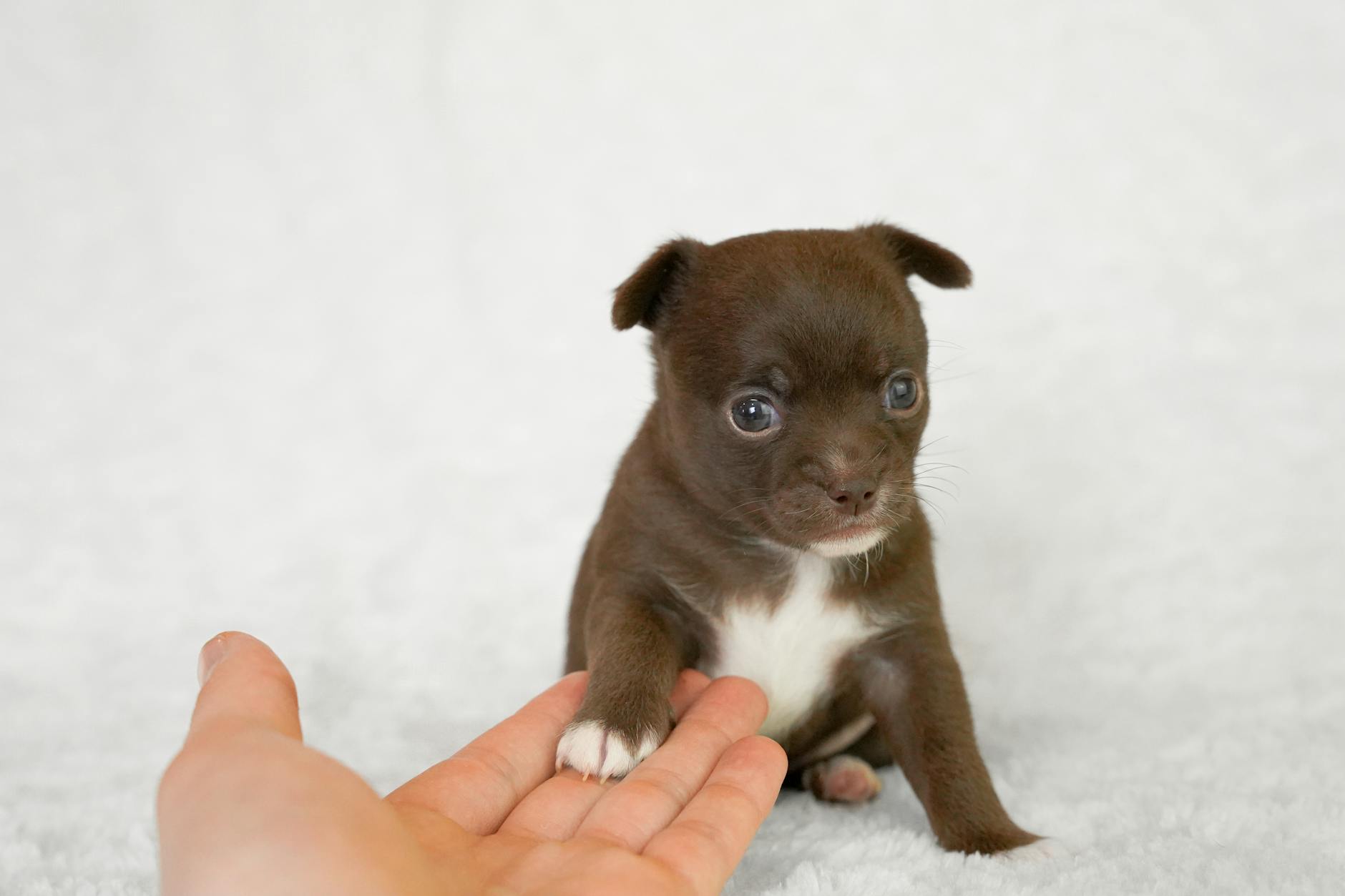 Kostenloses Stock Foto zu auge, baby, brauner hund