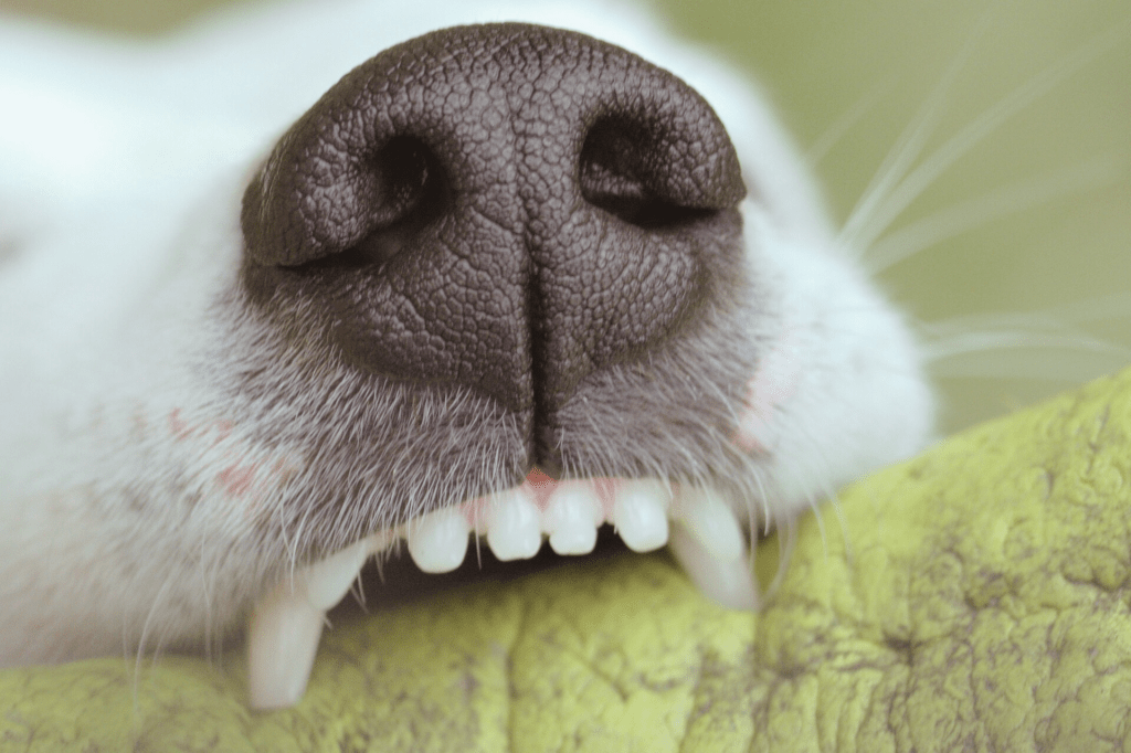 Hundezaehne und ihre Anatomie