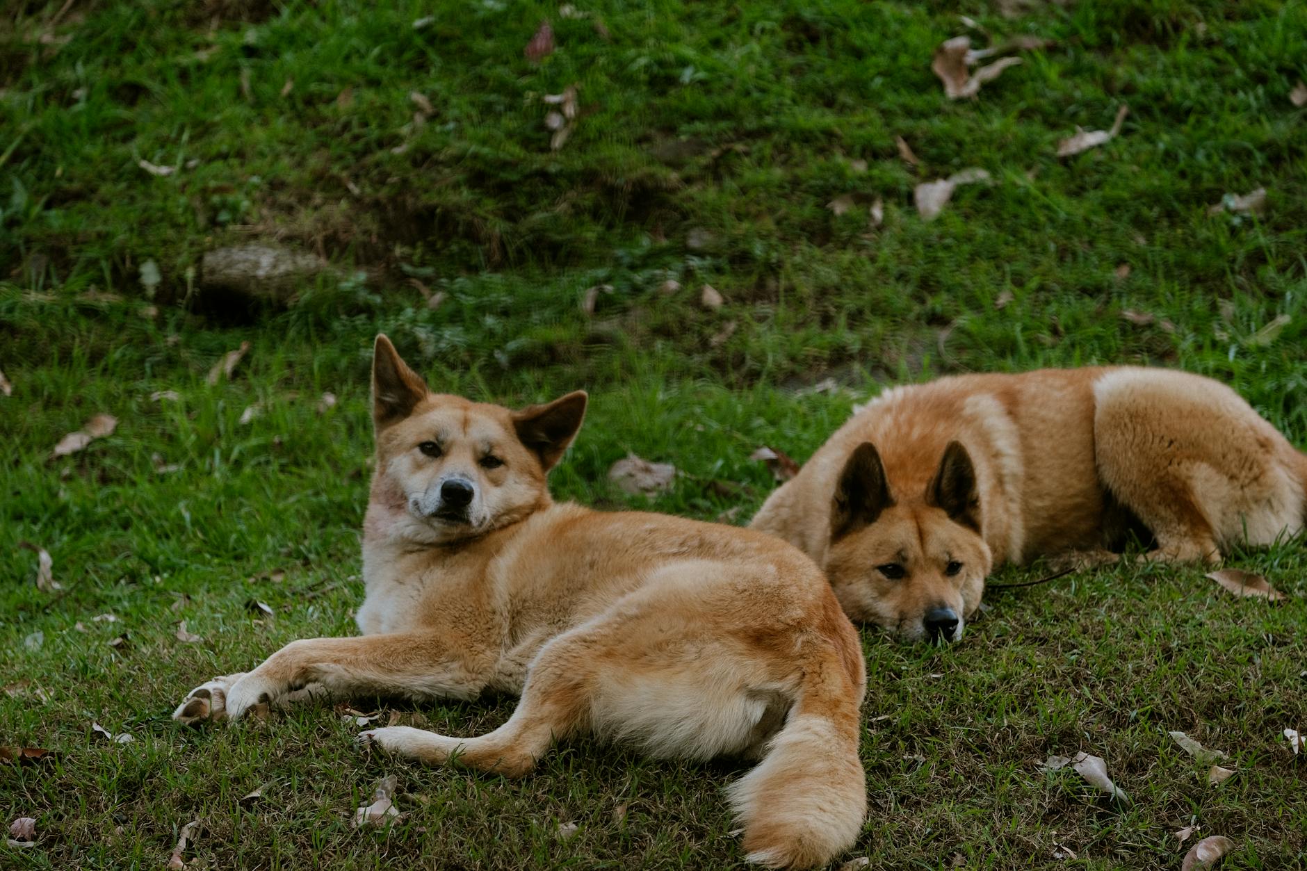 Kostenloses Stock Foto zu auge, australisch, brauner hund