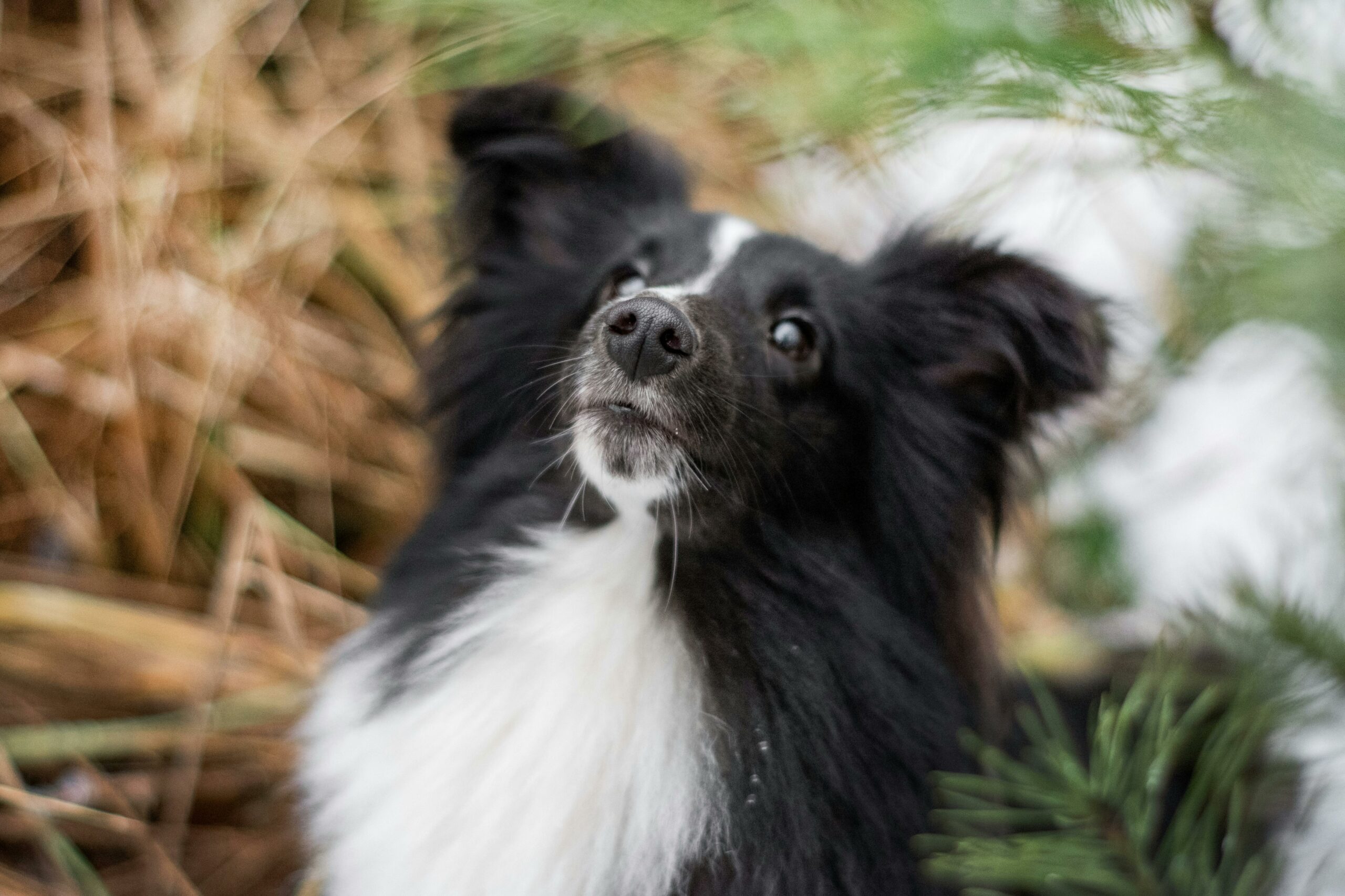 Kostenloses Stock Foto zu haustier, hund, porträt