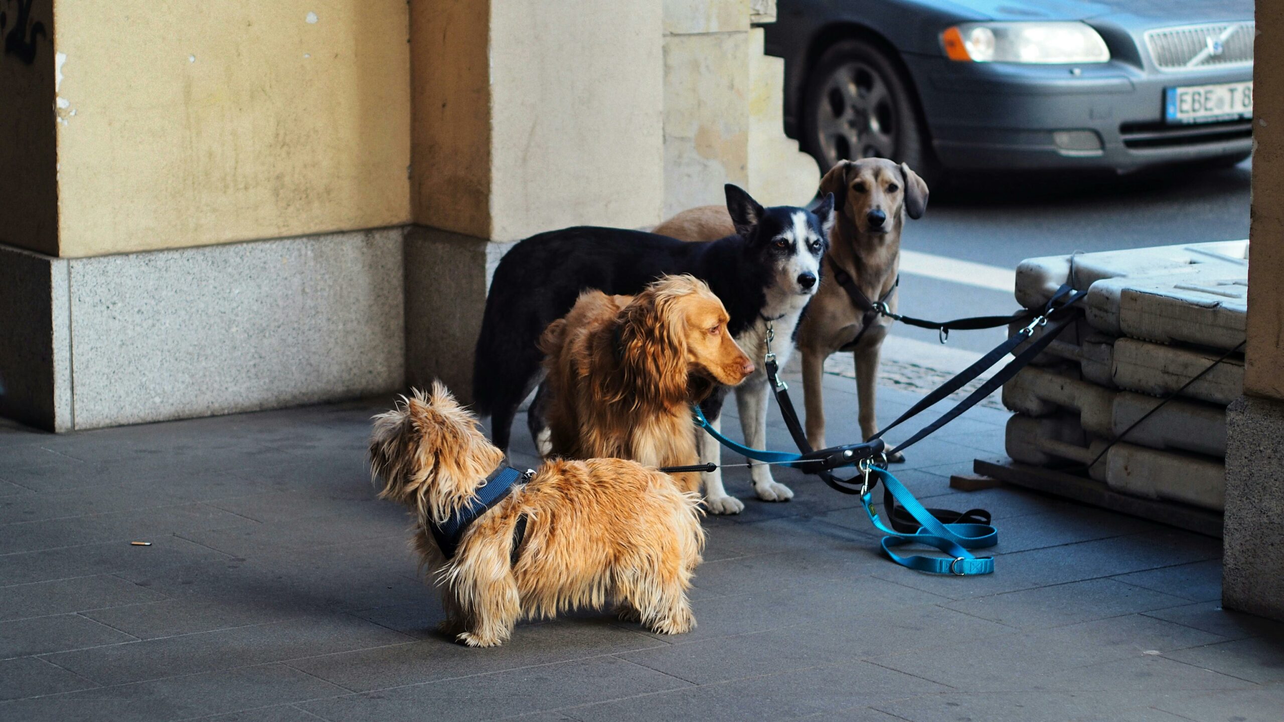 Norwich Terrier, Irish Setter, Siberian Husky Und Labrador Retriever Hundeleinen fuer kleine Hunde