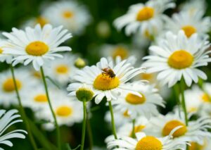 Heilpflanzen in der Tiermedizin