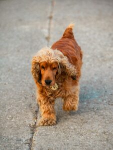 Spaniel