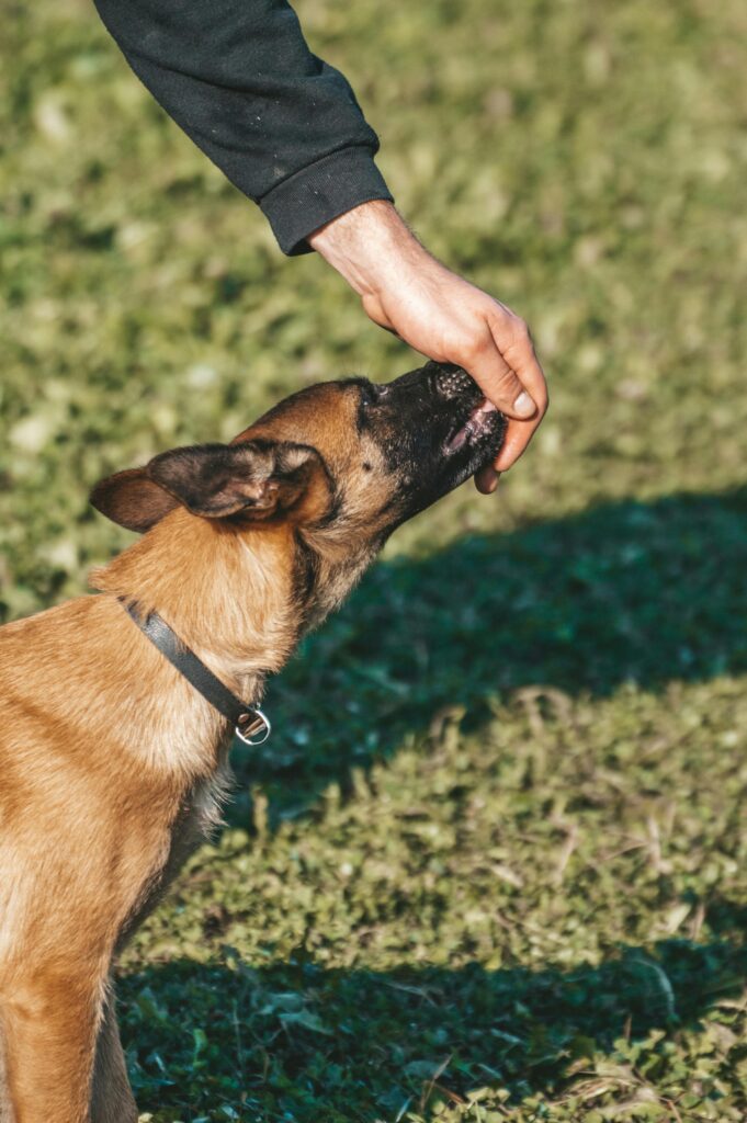 Hunderasse Malinois