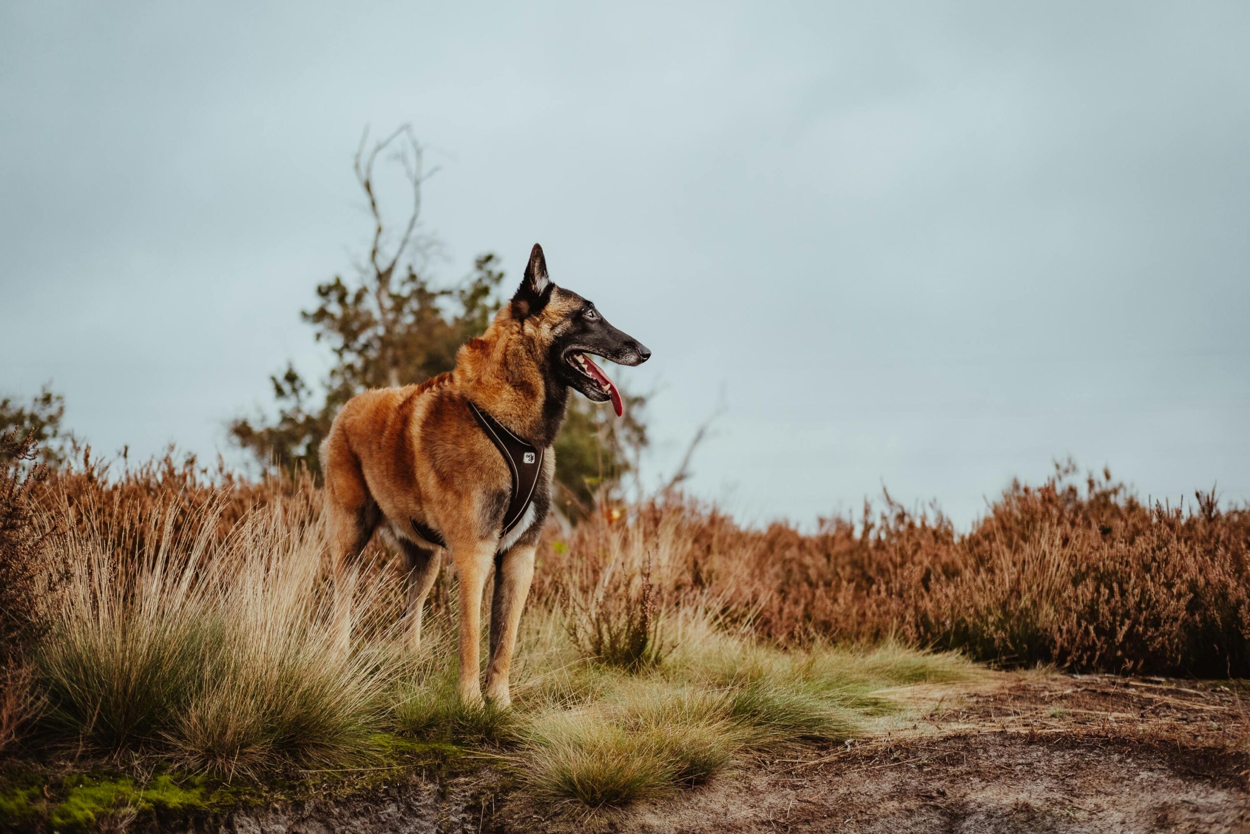 Kostenloses Stock Foto zu aktiver hund, arbeitshund, aufmerksame haltung