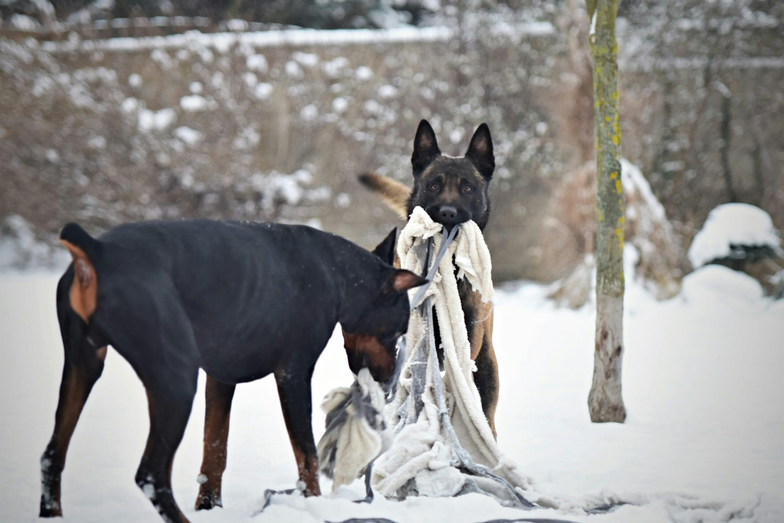 Kostenloses Stock Foto zu decke, dober~~pos=trunc, fotografie