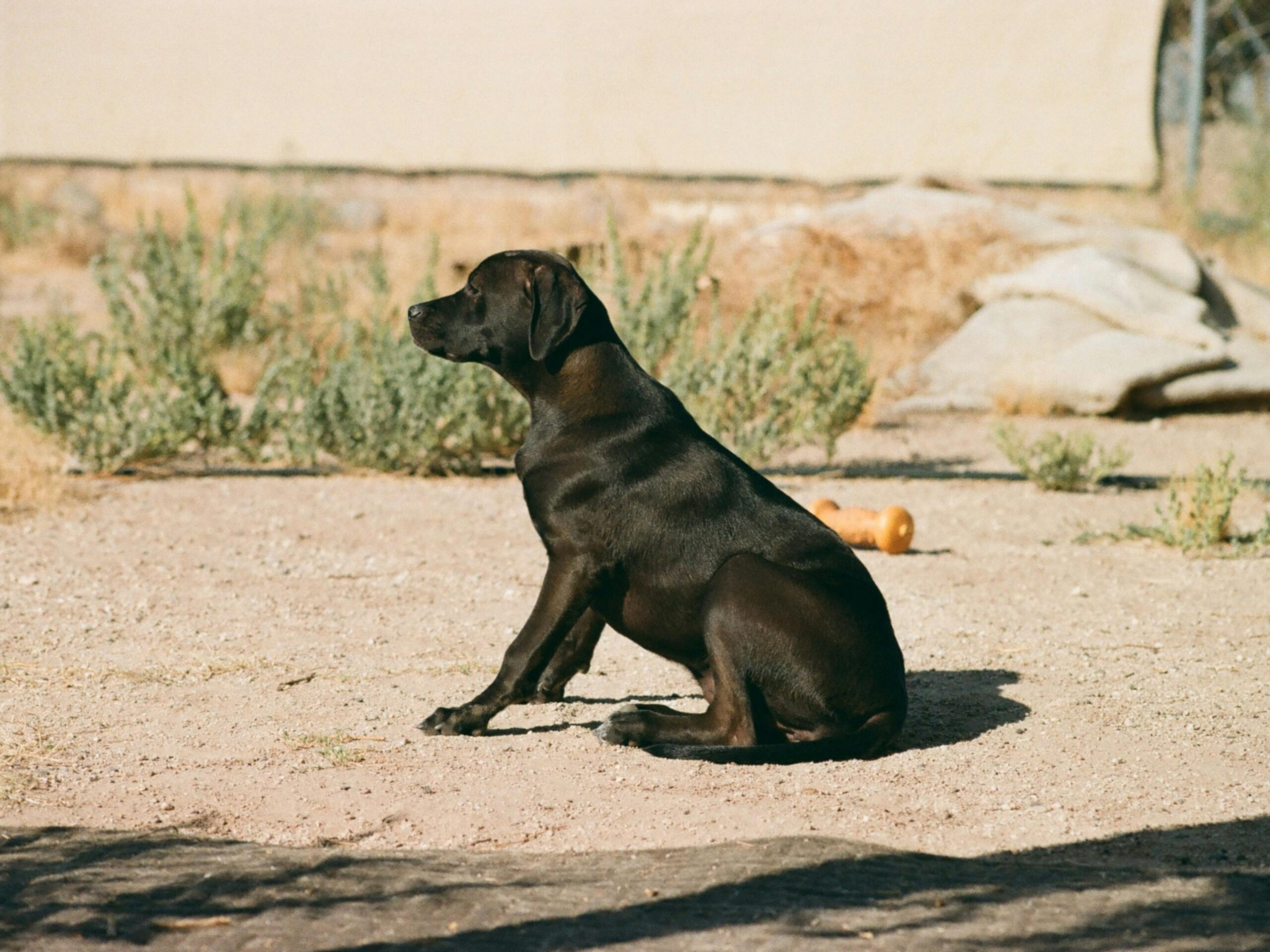 Ein schwarzer Hund sitzt aufmerksam in einer sonnigen Umgebung im Freien in Tucson, Arizona.