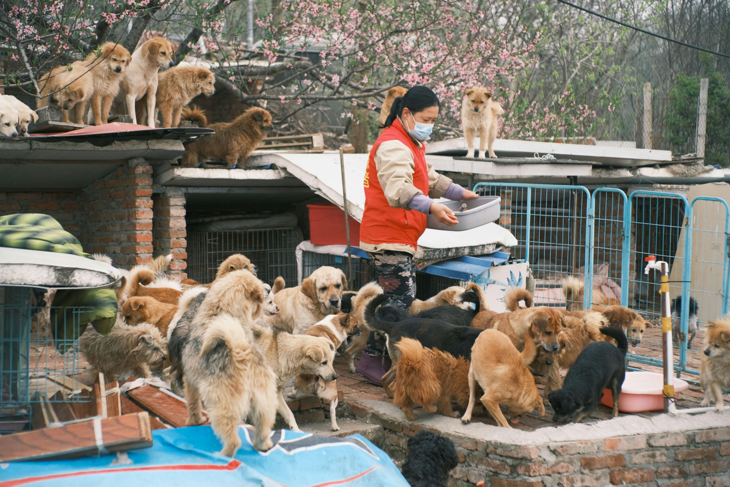 Hundeernährungsmythen: Füttern für Gesundheit und Wohlbefinden 5 Kostenloses Stock Foto zu anhui, asiatische frau, asien